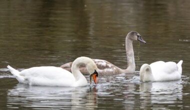 Algab maismaa talilinnuloenduse teine periood
