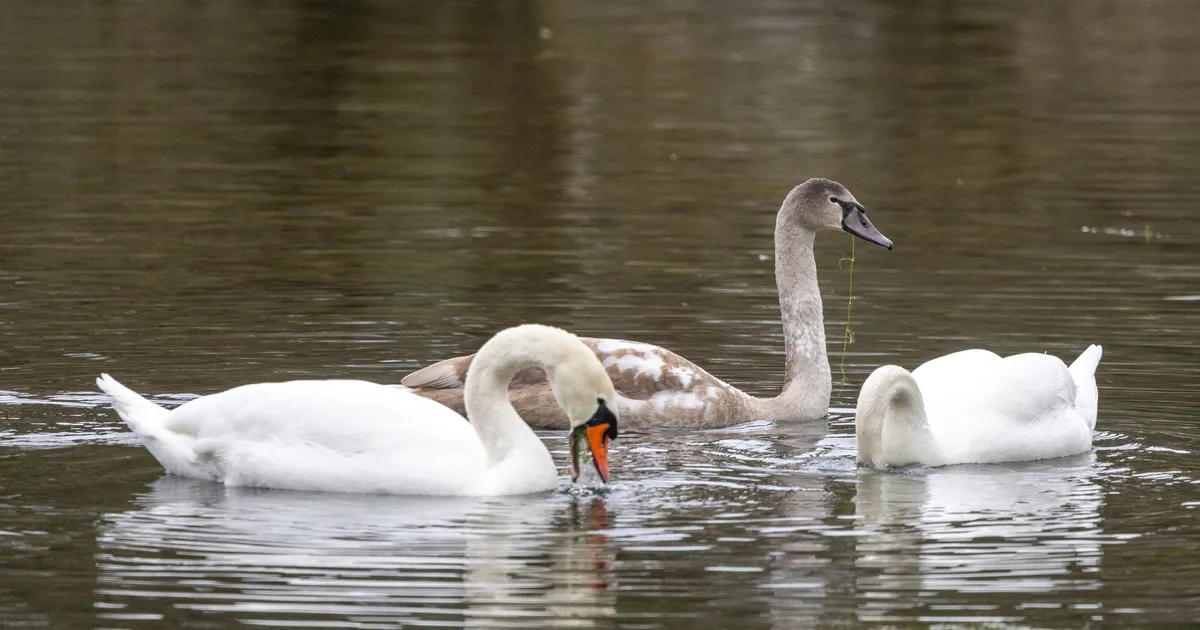Algab maismaa talilinnuloenduse teine periood