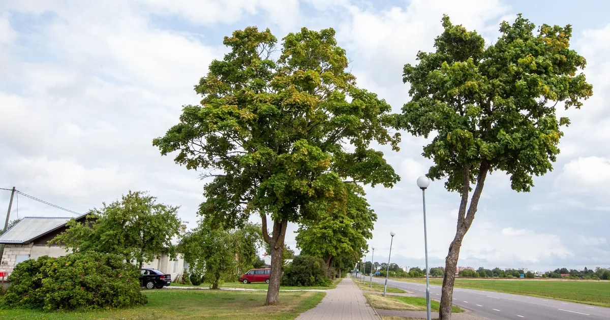 Tammiku aleviku ühiskanalisatsioon uueneb ja laieneb