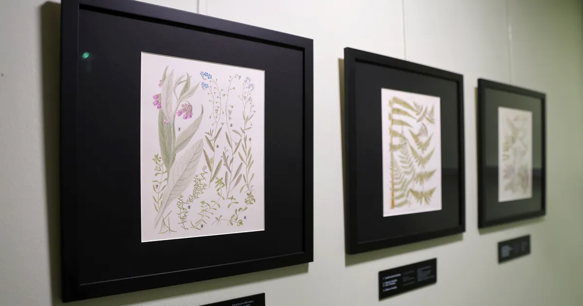 Legendaarse illustraatori Guara Muuga taimejoonistusi saab vaadata näitusel