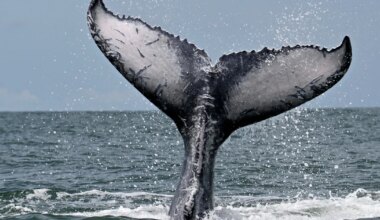 Kohalik hõim tegi kaldale uhutud surnud vaalaga midagi ootamatut