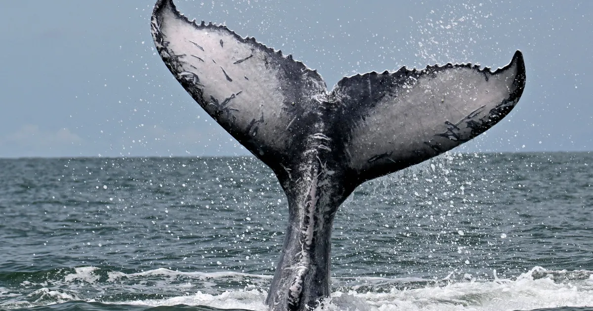 Kohalik hõim tegi kaldale uhutud surnud vaalaga midagi ootamatut