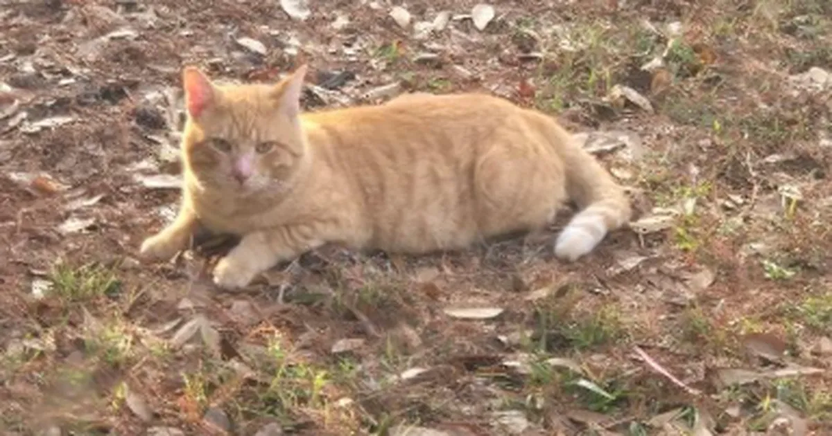 JÜRI TOOMEPUU ⟩ Kass on inimühiskonna kõige salapärasem kaaslane