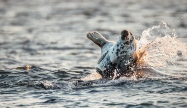 Jämaja kihelkonna fotokonkursil valiti välja parimad
