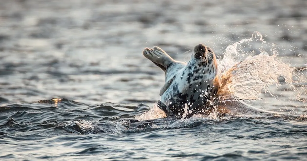 Jämaja kihelkonna fotokonkursil valiti välja parimad