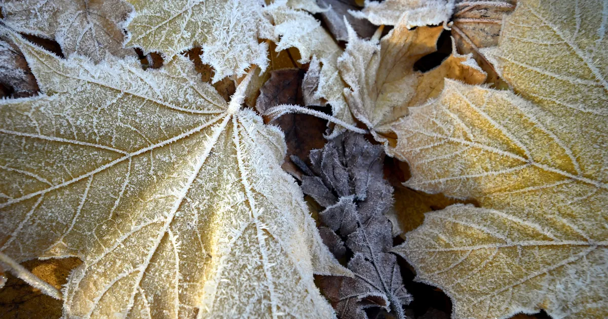 Kaksikutel on aeg tegevusi kavandada, Kalad alahindavad konkurente