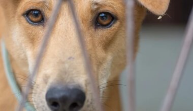 Varjupaiga ukse taha hüljatud koera juurest leiti südantlõhestav kiri