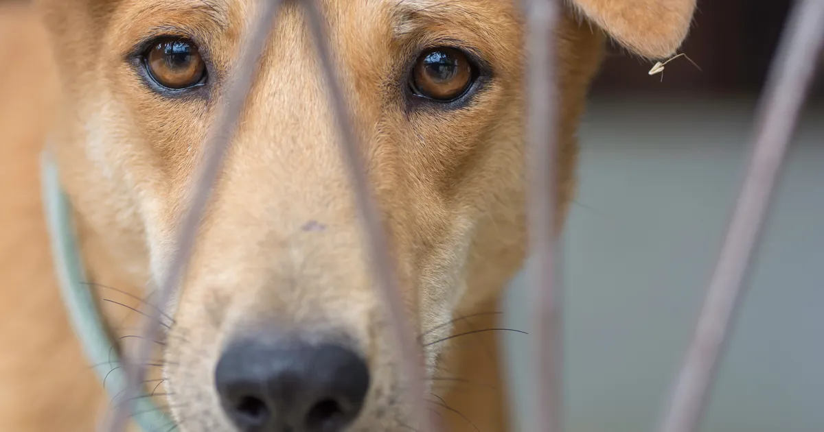 Varjupaiga ukse taha hüljatud koera juurest leiti südantlõhestav kiri