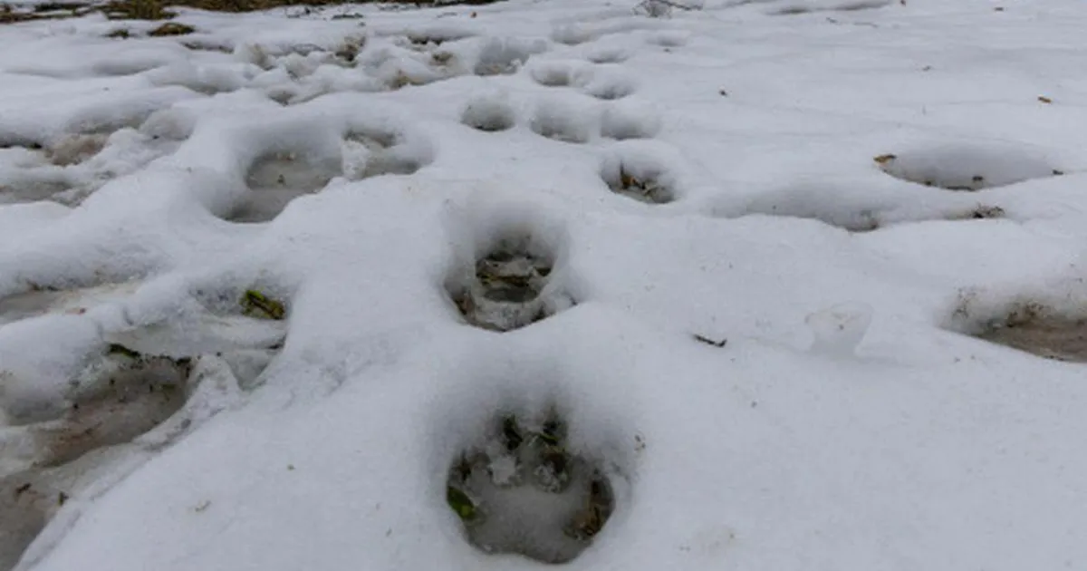 FARIŠTAMO ELLER ⟩ Hundikonflikt ei lahene lube juurde jagades - Sakala