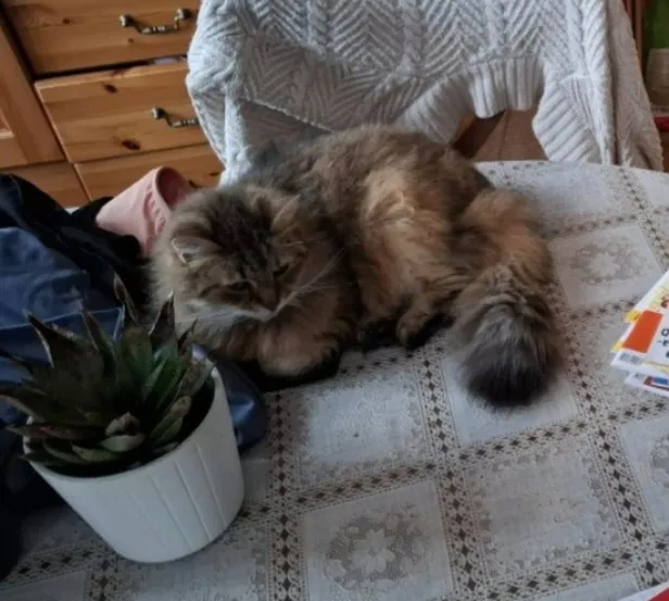 Kaduma läinud Kiti.