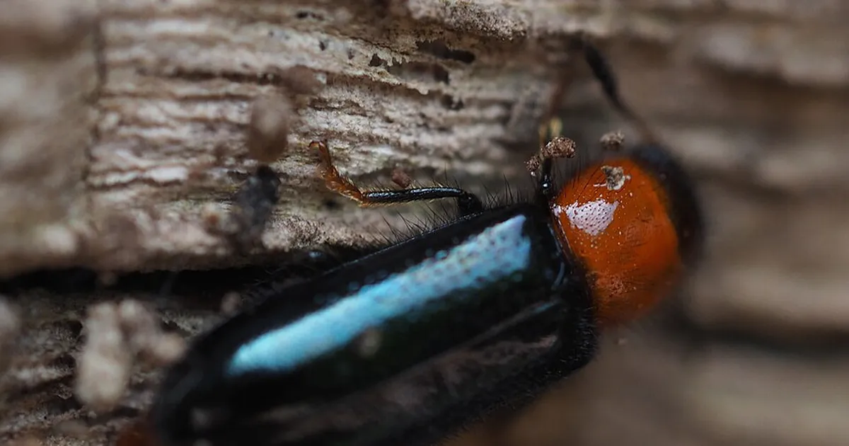 LOODUSKAITSE VS. SÕLTUVUSE VÄHENDAMINE ⟩ Mardikad takistavad Euroopa suurima muldmetallide maardla tööd