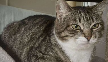 PÄEVAKÄPP ⟩ Imeliselt pehme kasukaga Savannah tegi varjupaigas läbi imelise muutuse