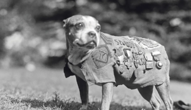 Erakordsed loomad, kes julgevad rohkem kui paljud inimesed