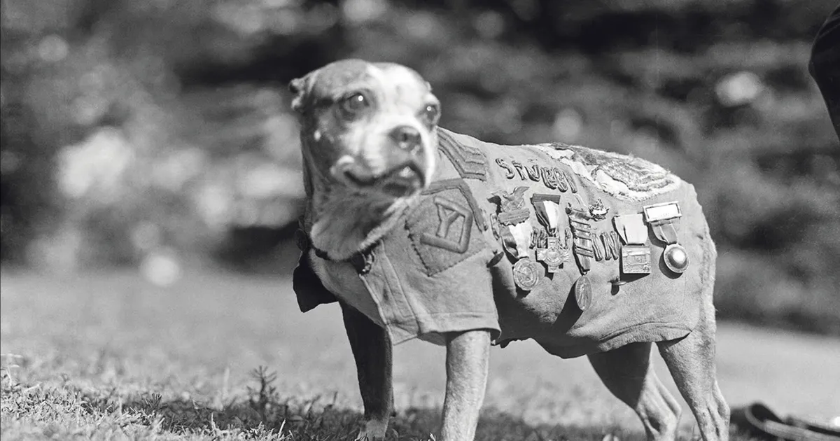 Erakordsed loomad, kes julgevad rohkem kui paljud inimesed