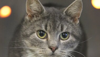 koduootel on sabata Oliver – vahva ilvesepoiss!