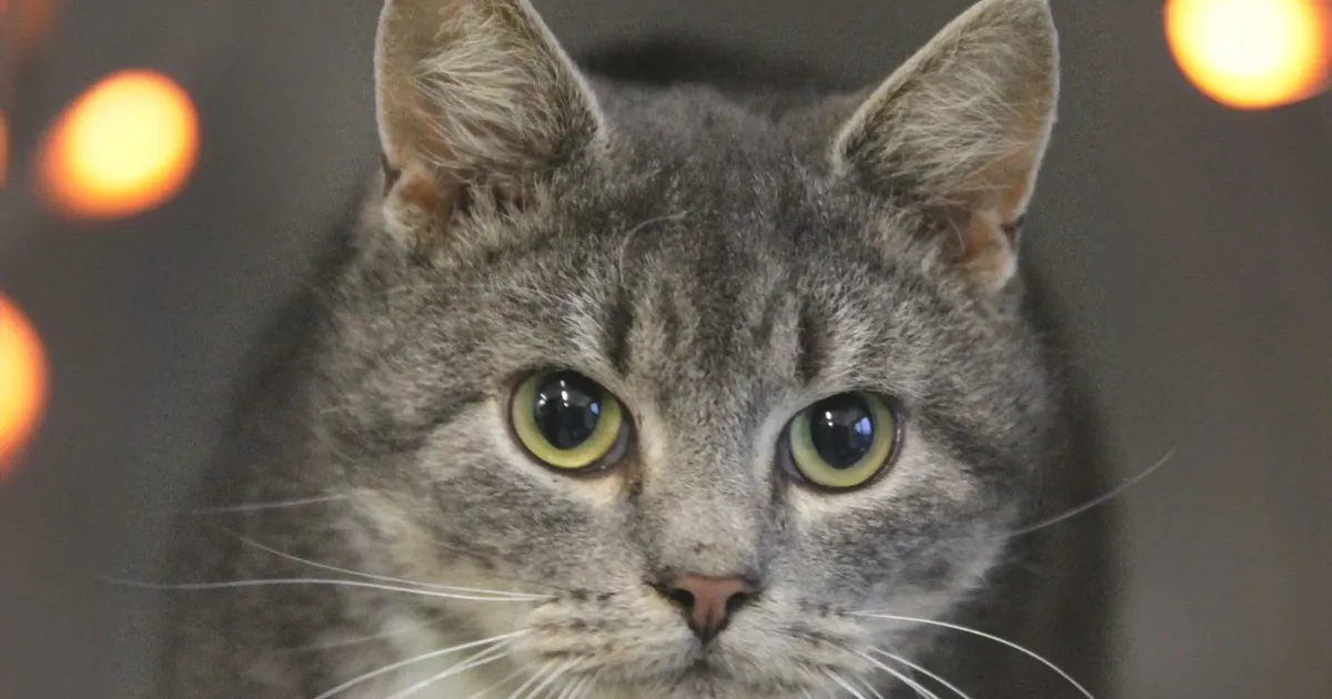 koduootel on sabata Oliver – vahva ilvesepoiss!