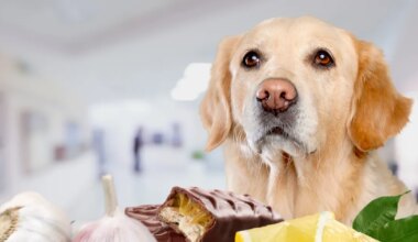 need jõulutoidud on lemmikloomadele kõige ohtlikumad