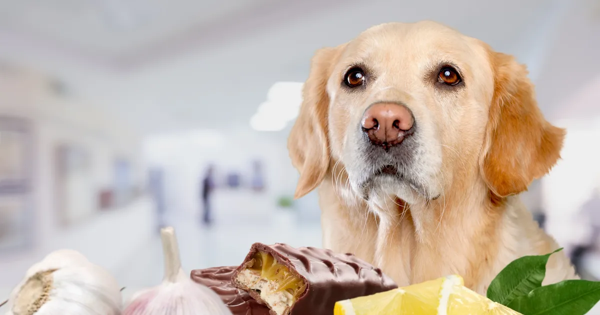 need jõulutoidud on lemmikloomadele kõige ohtlikumad