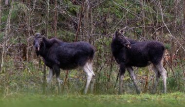 LOODUSVAATLUS ⟩ Metsloomade elu kulgeb lume ja külmata hõlpsamalt