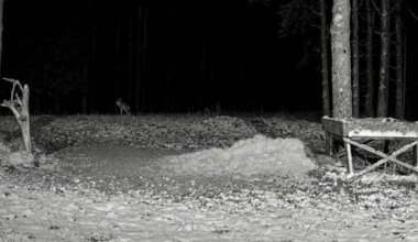 FOTO ⟩ Hirvekaamera eest jalutas läbi haruldane külaline