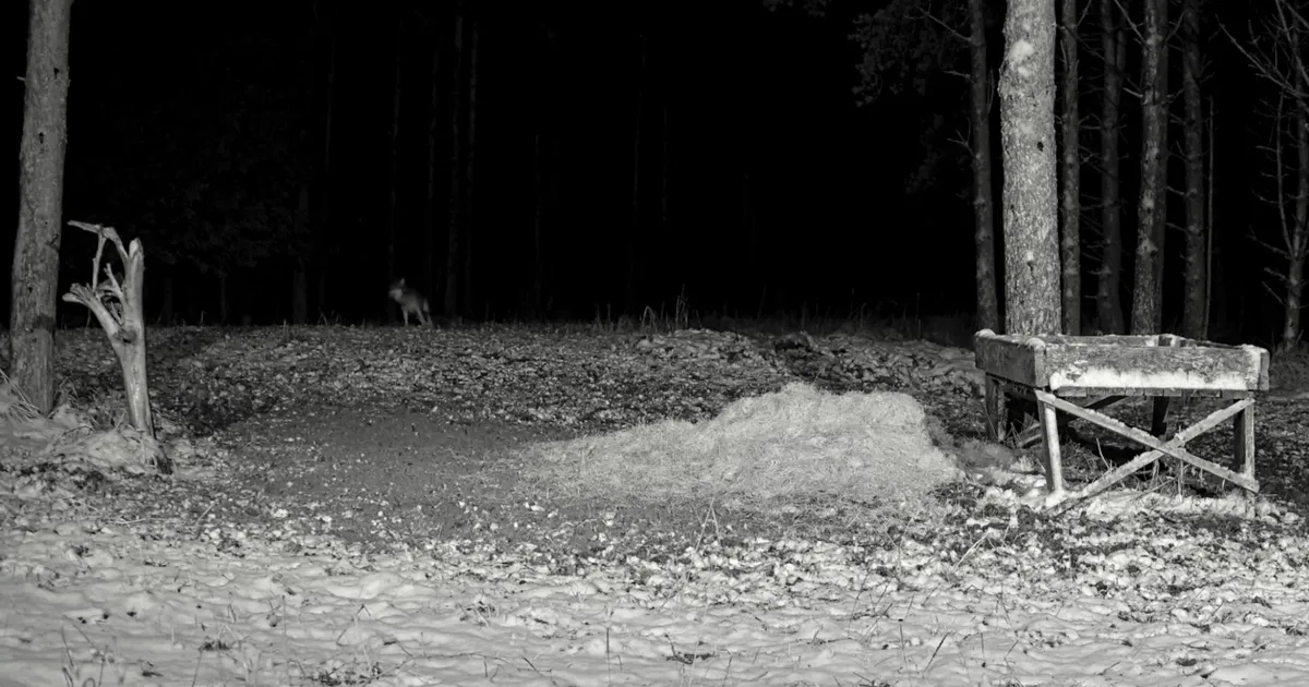 FOTO ⟩ Hirvekaamera eest jalutas läbi haruldane külaline