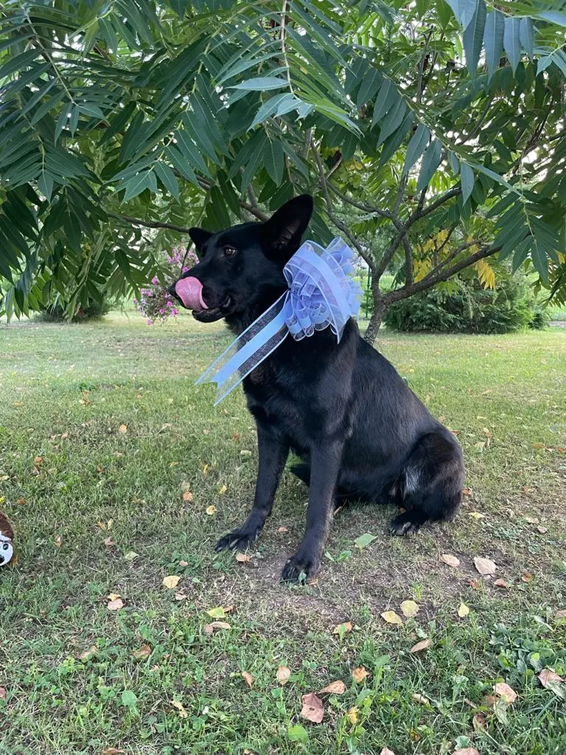 Võru varjupaika sattunud koer.