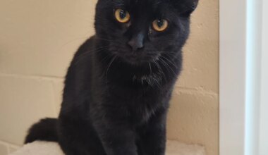 KODUOTSIJA ⟩ Annu soovib uue aasta vastu võtta soojas kodus