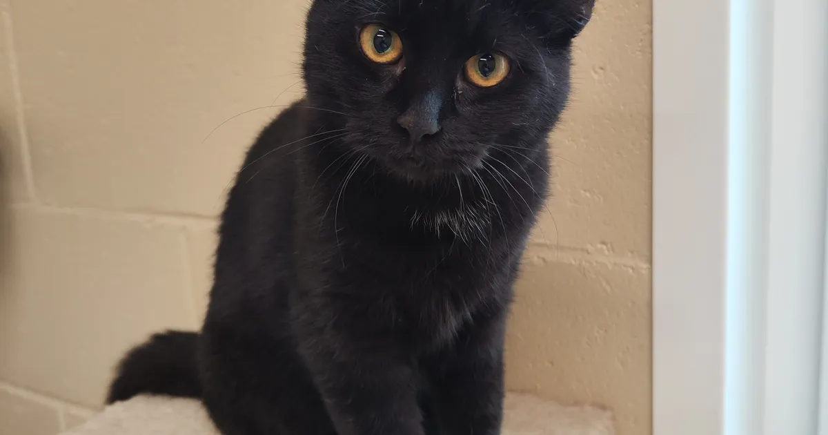 KODUOTSIJA ⟩ Annu soovib uue aasta vastu võtta soojas kodus