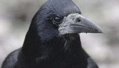 Muide, inimesed pole ainsad loomad, kes jõule koos veedavad