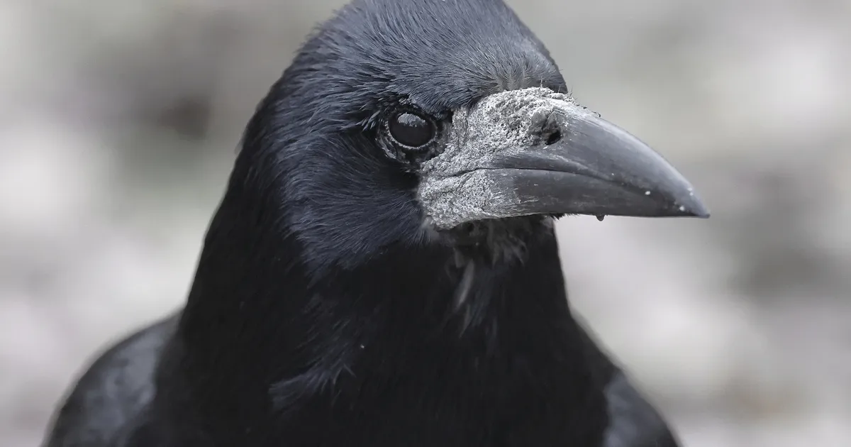 Muide, inimesed pole ainsad loomad, kes jõule koos veedavad