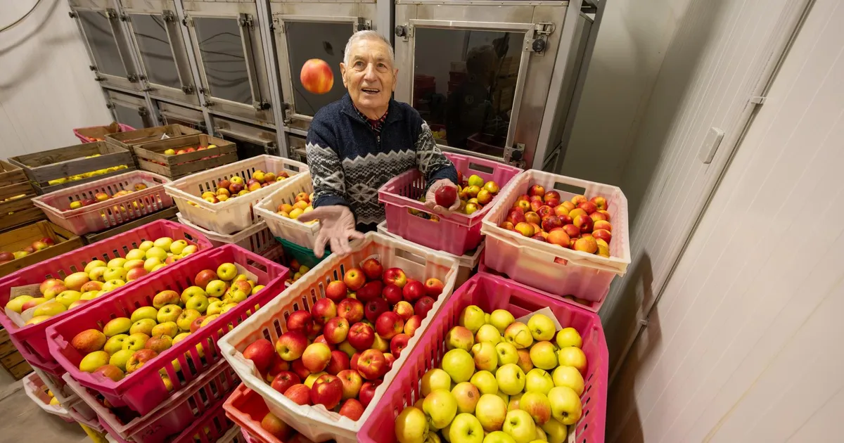 TOIVO UNIVER ⟩ Juubilarist õunateadlane nopib elutöö vilju