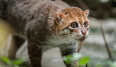 Tai džunglis nähti haruldast kiskjat, keda peeti 30 aastat väljasurnuks
