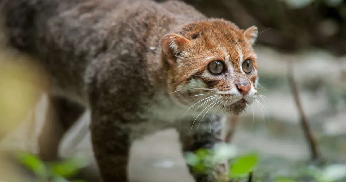 Tai džunglis nähti haruldast kiskjat, keda peeti 30 aastat väljasurnuks