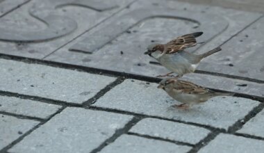 Kuidas läheb meie sulelistel sõpradel? Algas maismaa talilinnuloenduse teine periood