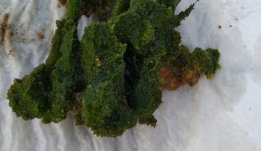 Maaülikooli teadlased tegid põneva avastuse