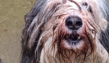 FOTOD ⟩ Pulstunud karva alt välja tulnud koer lõi varjupaiga töötajad pahviks