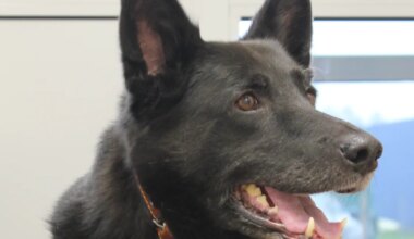 KODUOTSIJA ⟩ Südamlik Sally on väärikas hing, kes ihkab taas kodusoojust tunda