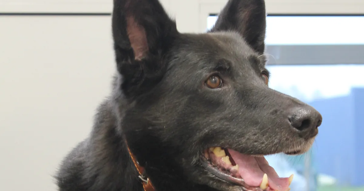 KODUOTSIJA ⟩ Südamlik Sally on väärikas hing, kes ihkab taas kodusoojust tunda