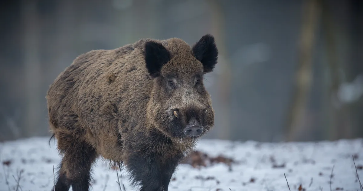 Kosel toimunud kokkupõrkes hukkus 7 metssiga