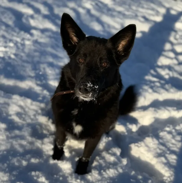 Sally loovutati varjupaika, kuna kippus aiata kodust uitama minema.