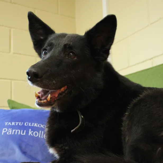 Sallys on väärikust, mida ainult aastad kinkida oskavad: ta ei nõua tähelepanu, kuid on lõputult tänulik iga hetke eest, mis talle pühendatakse.