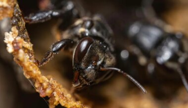 Need on esimesed putukad maailmas, keda hakkas kaitsma just vastu võetud seadus