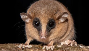 Ameerikas avastati 70 uut loomaliiki – need olid kogu aeg kõigi silmade all