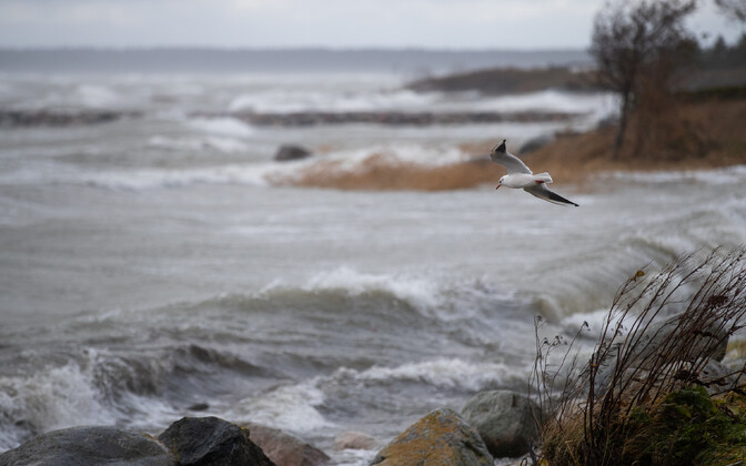 Teisipäeval on ilm vihmane ja tuuline | ilm
