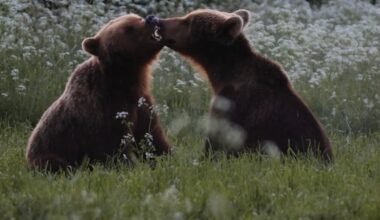 ARVUSTUS | „Kriimsilm, karuott ja rebane. Märkmeid metsast“. Kui mets dikteerib tempo