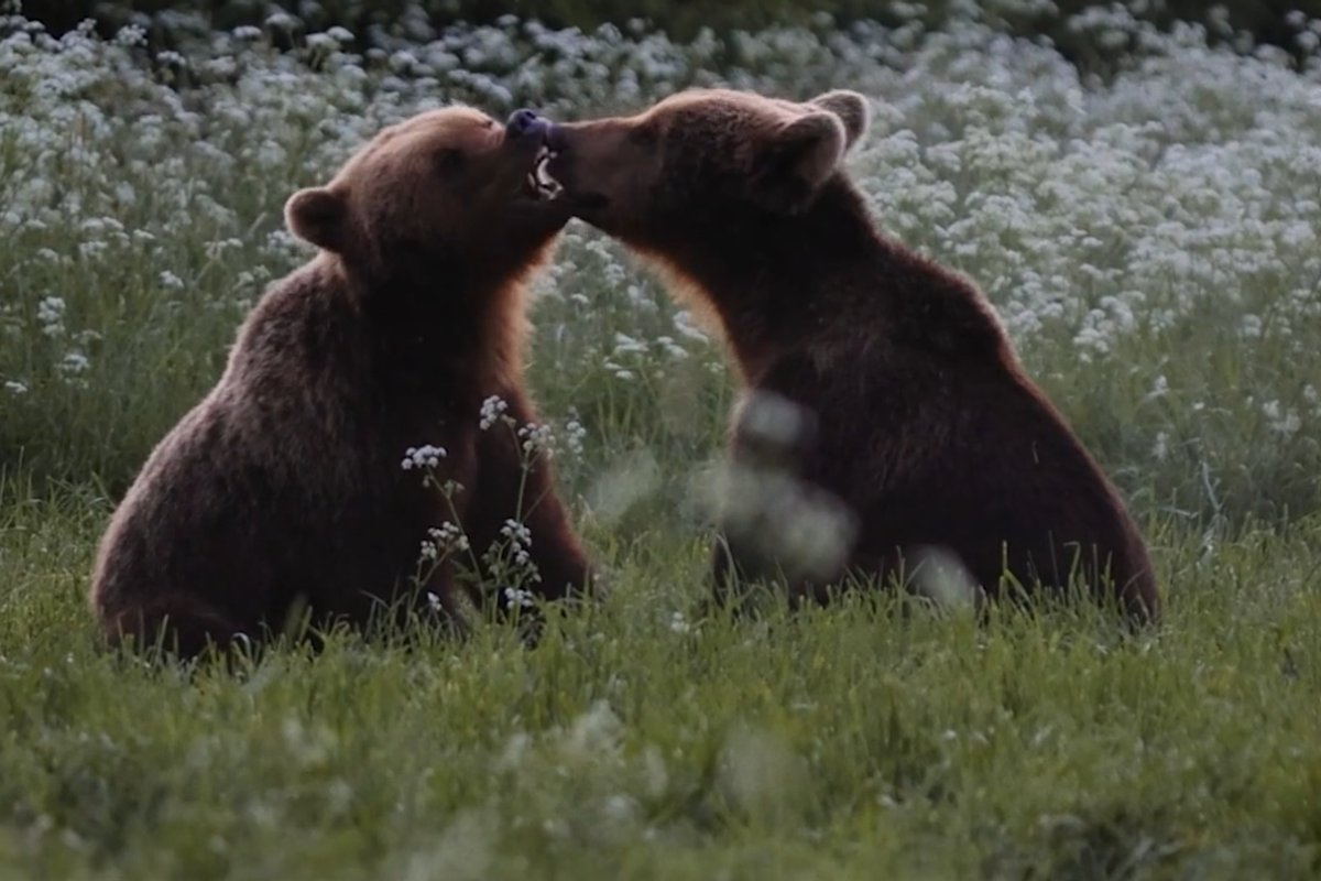 ARVUSTUS | „Kriimsilm, karuott ja rebane. Märkmeid metsast“. Kui mets dikteerib tempo