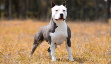 Amstaff ründas Soomes 11-aastast tüdrukut ja tema koera traagiliste tagajärgedega