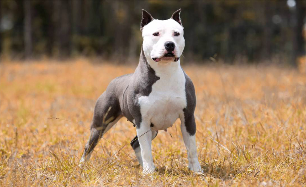 Amstaff ründas Soomes 11-aastast tüdrukut ja tema koera traagiliste tagajärgedega