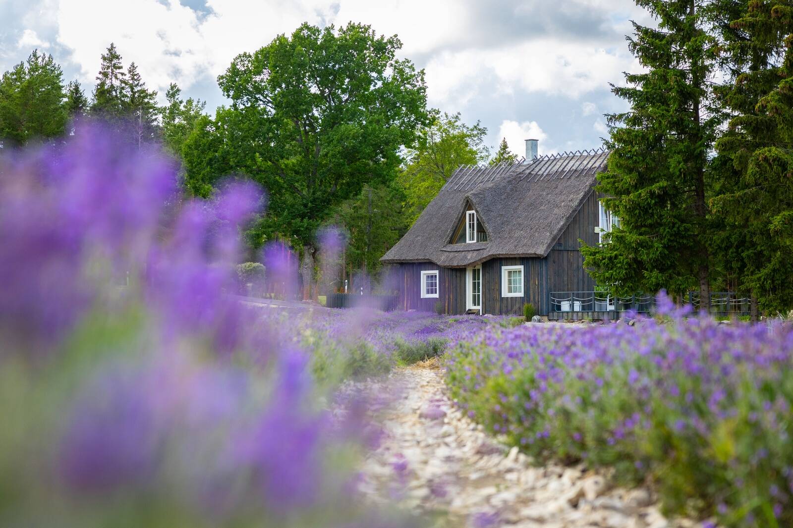 Hiiumaa lavendlitalu