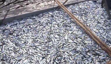 Ida-Viru rannakalurid muretsevad räime püügikvoodi karmistamise pärast | Raadiouudised